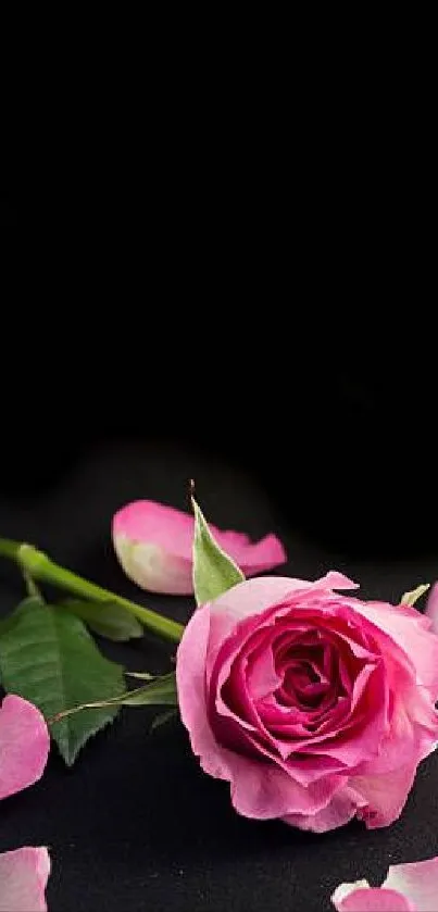 Elegant pink rose on dark background with scattered petals.