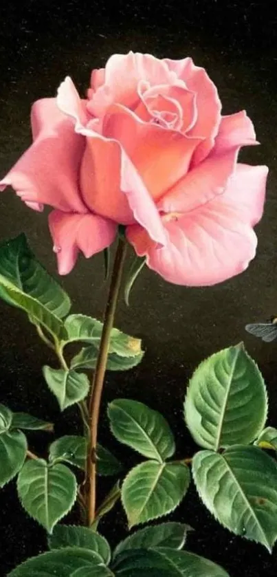 Elegant pink rose with green leaves on a dark background.