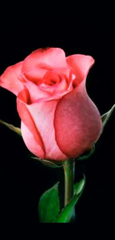 Elegant pink rose on dark background wallpaper.