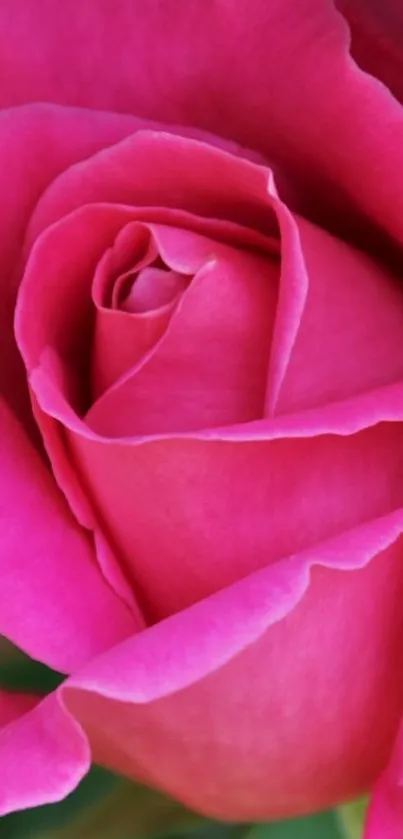 Close-up of a vibrant pink rose in bloom, perfect for mobile wallpaper.