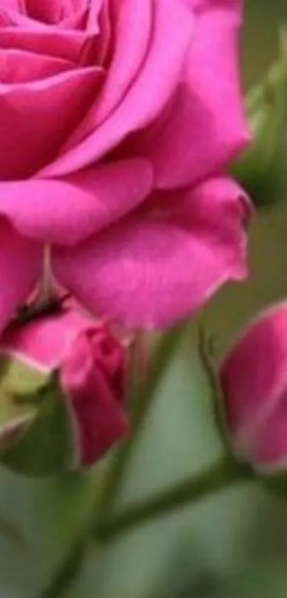 Close-up of a vibrant pink rose with blurred green background.