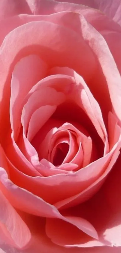 Close-up of a beautiful pink rose in full bloom for wallpaper.