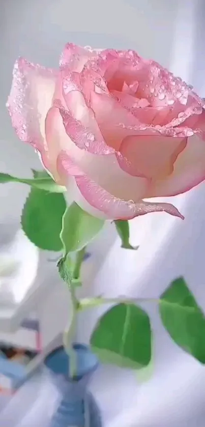 Elegant pink rose with dewdrops in a vase against a soft background.