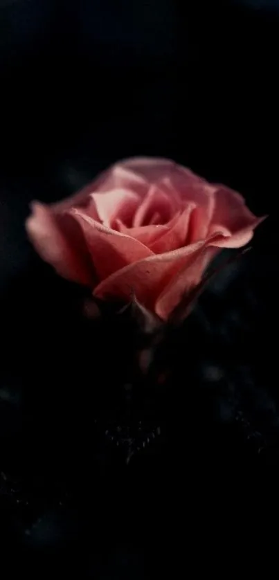 Elegant pink rose against a dark background, perfect for a mobile wallpaper.