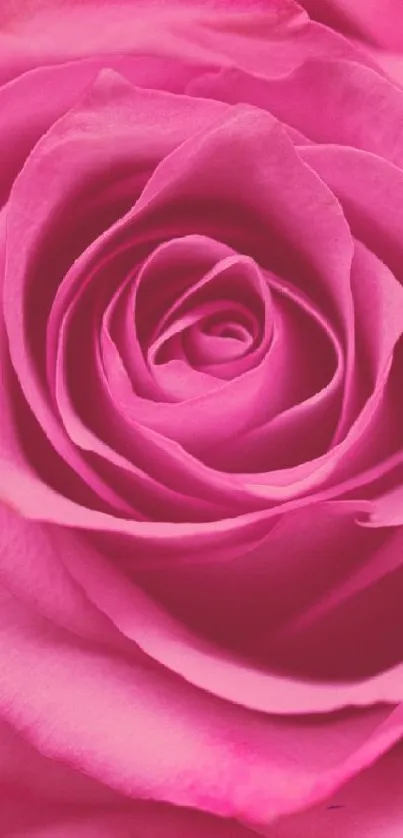 Elegant close-up of a pink rose with detailed petals.