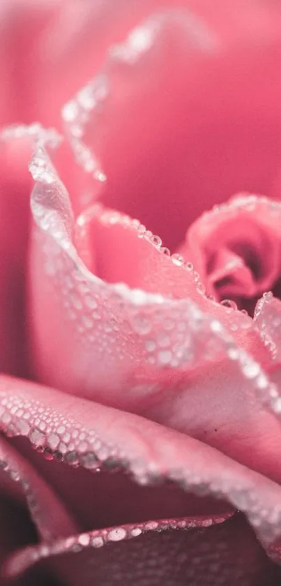 Close-up of a pink rose with dewdrops on petals.