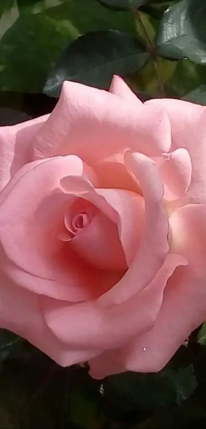 A beautiful pink rose in full bloom with green leaves.