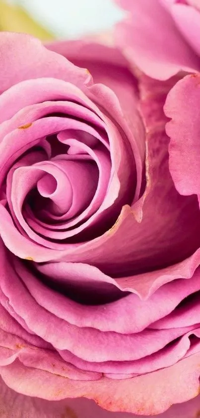 Close-up of a pink rose, highlighting its vibrant petals.