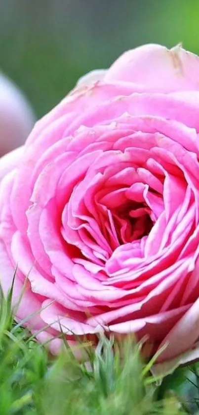 Vibrant pink rose amidst lush green grass.