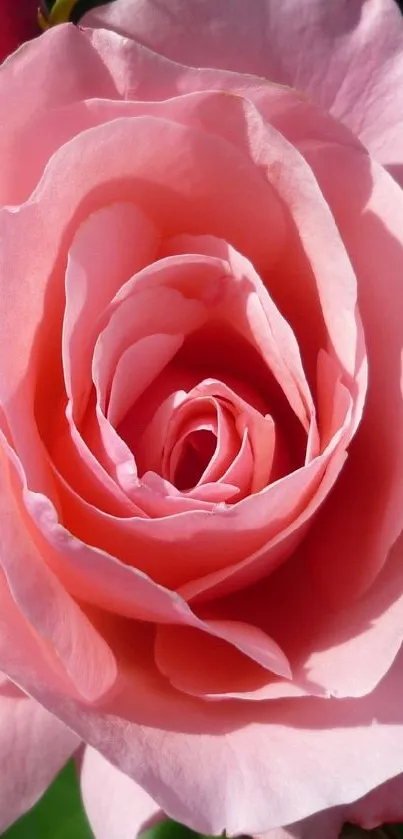 Elegant close-up of a pink rose in full bloom, ideal for phone wallpaper.