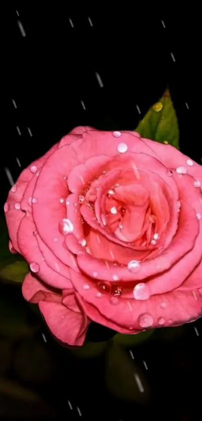 Pink rose with raindrops on a dark background, perfect for mobile wallpaper.