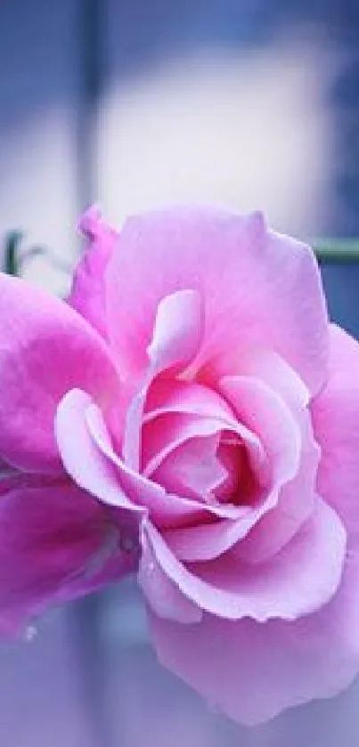 Elegant pink rose flower on a blue background.