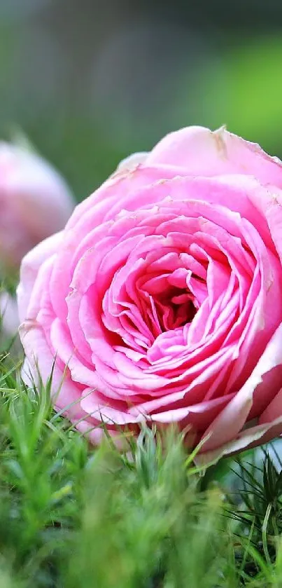 Pink roses and lush green plants in a serene nature scene.