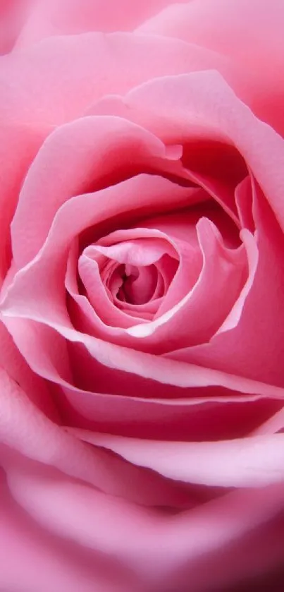 Close-up of a beautiful pink rose bloom with delicate petals.