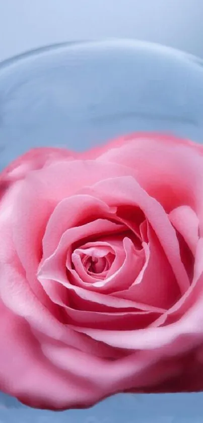 Elegant pink rose enclosed in a clear bubble.