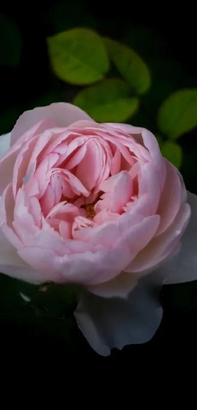 Mobile wallpaper of a pink rose against dark background.