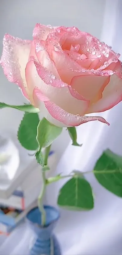 Elegant pink rose with dewdrops in a vase.