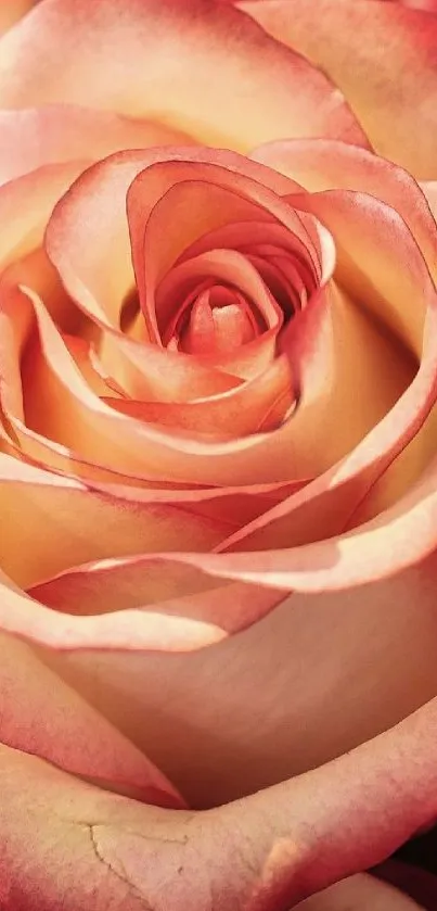 Close-up of a pink rose flower, showcasing elegant, soft petals.