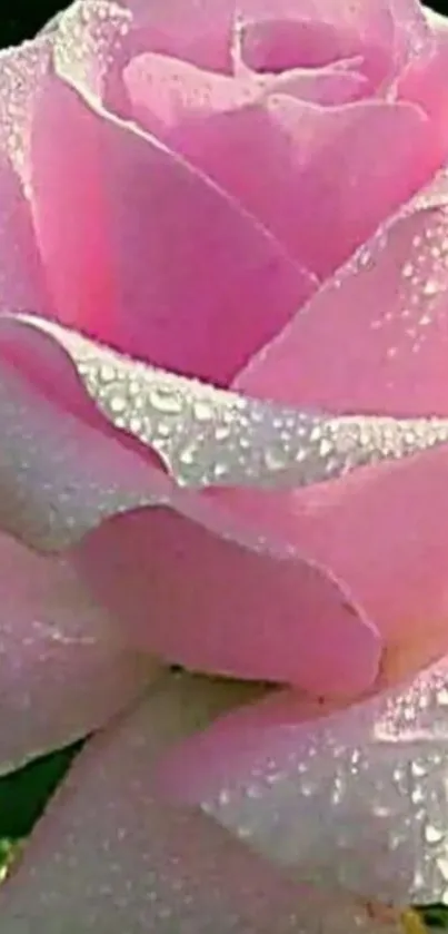 Elegant pink rose with dew-covered petals.