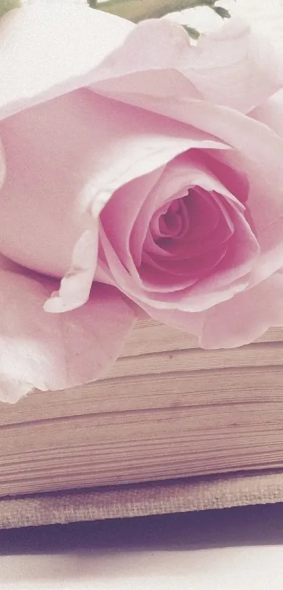 Elegant pink rose on a book with soft, romantic petals.