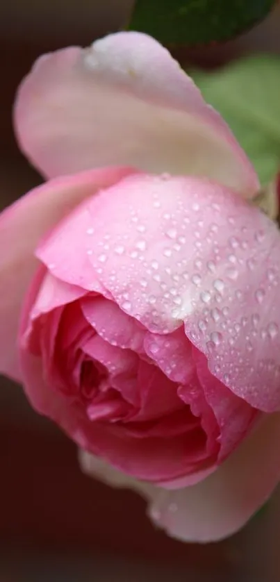 Vibrant pink rose with dew drops on petals against a blurred background.