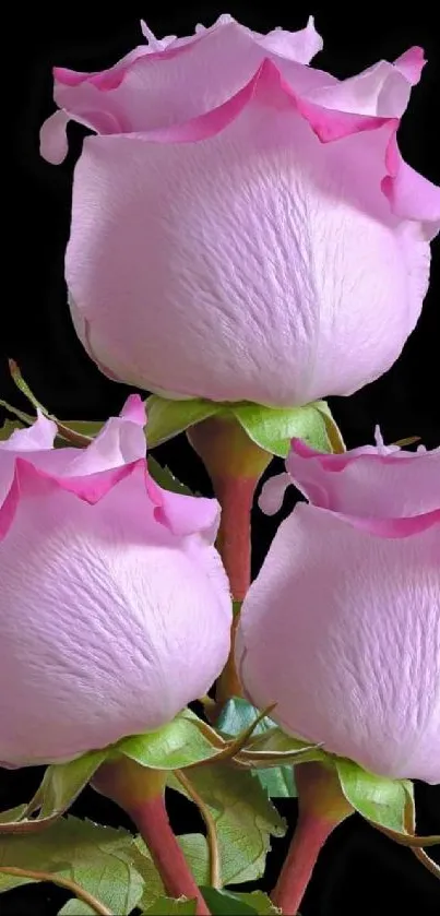 Elegant pink roses on a dark background mobile wallpaper.