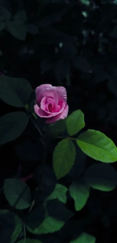 Elegant pink rose centered on dark green leaves.