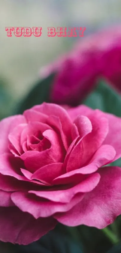 Close-up of a vibrant pink rose with green leaves.