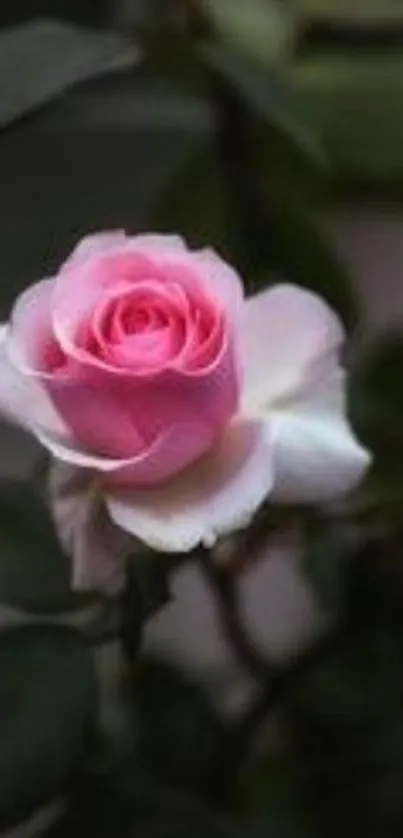 Elegant pink rose with delicate petals on a dark background.