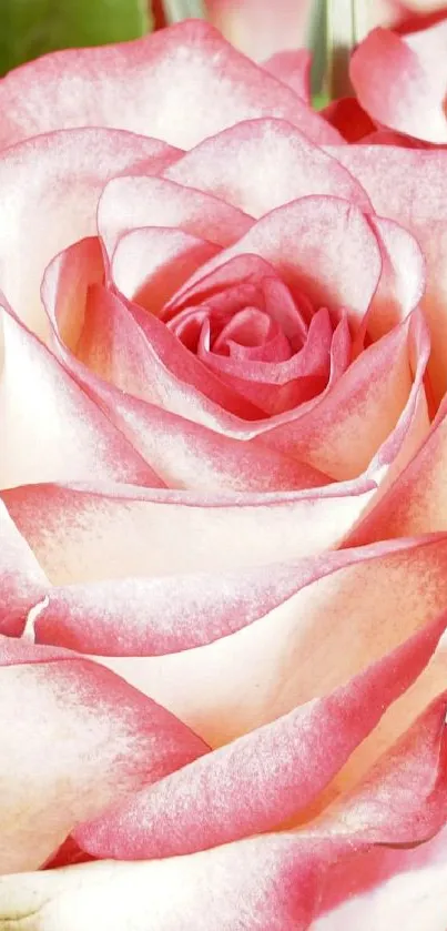 Elegant pink rose wallpaper with soft petals.