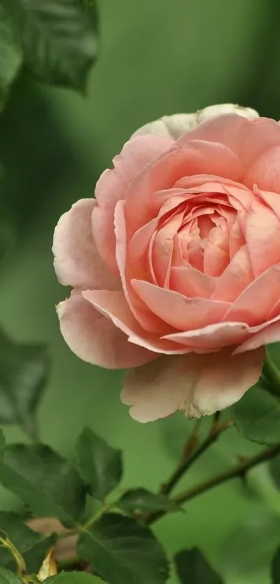 Close-up of a pink rose with green leaves, perfect for mobile wallpaper.