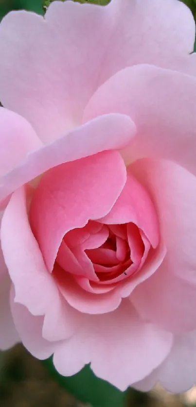 Elegant pink rose on a natural background.