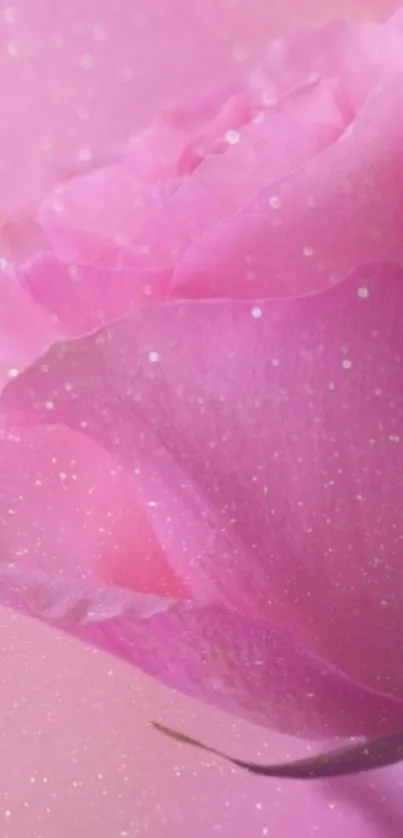 Pink rose wallpaper with soft, sparkling petals.