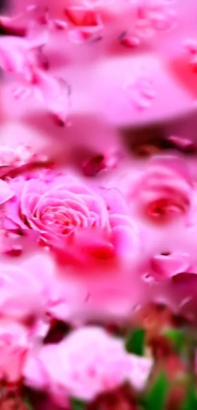 Vibrant pink roses wallpaper with elegant floral design.