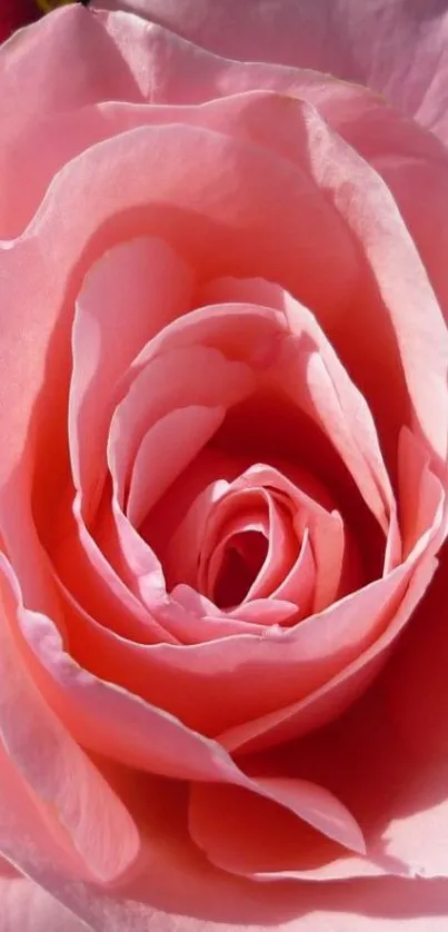 Close-up of a pink rose bloom, perfect for a mobile wallpaper.