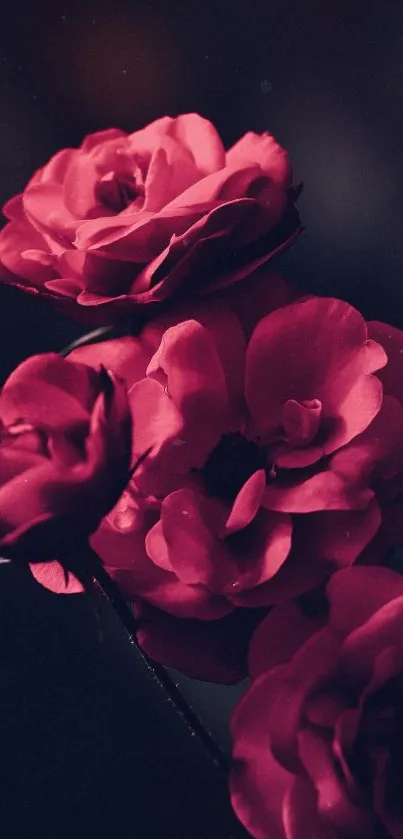 Elegant pink roses with dark background wallpaper.