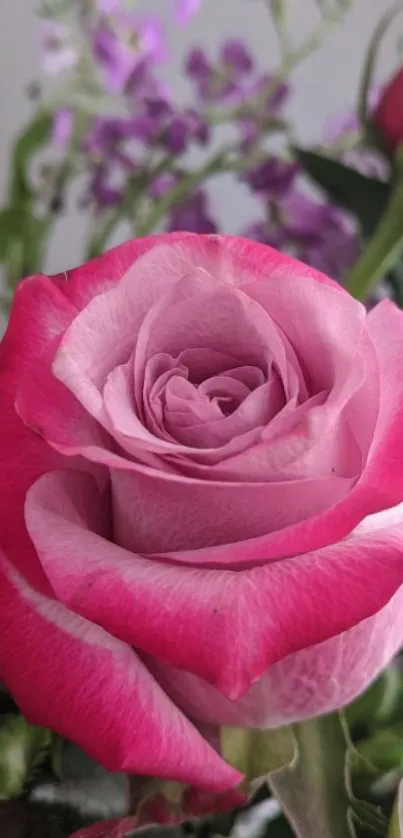 Close-up of a vibrant pink rose with green leaves.