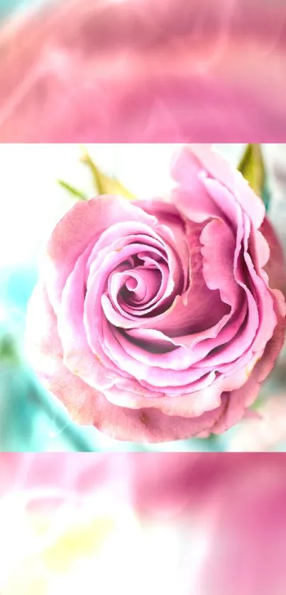 Pink rose blossom mobile wallpaper with soft pastel hues and elegant design.