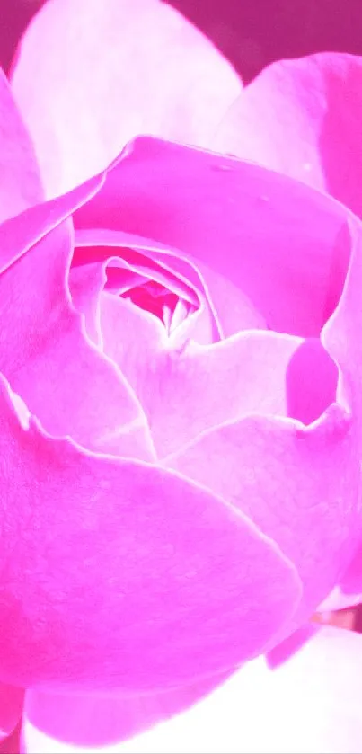 Close-up of a beautiful pink rose in bloom, perfect for mobile wallpaper.