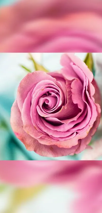 A close-up of a pink rose with soft green and blue background.