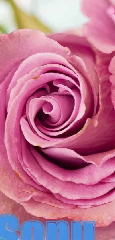 Elegant pink rose mobile wallpaper with intricate petal details.