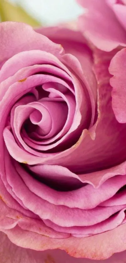 Close-up of an elegant blooming pink rose, featuring intricate petals.