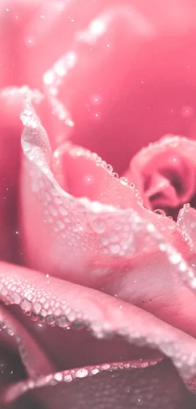 Close-up of a pink rose with dewdrops, perfect for wallpaper.