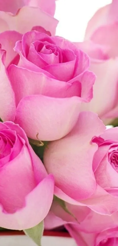 Pink roses bouquet mobile wallpaper elegant and fresh.