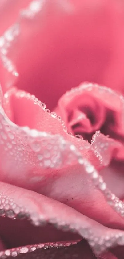 Close-up of pink rose with dew drops, elegant floral wallpaper.