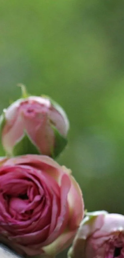 Close-up of pink roses with a soft green background.