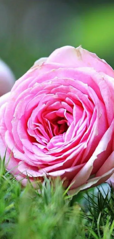 Elegant pink rose with green leaves, perfect for mobile wallpaper.