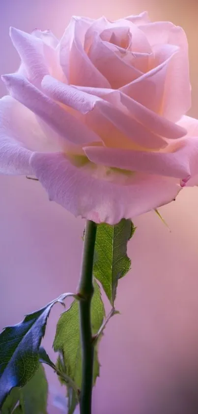 Beautiful pink rose with soft pastel background.