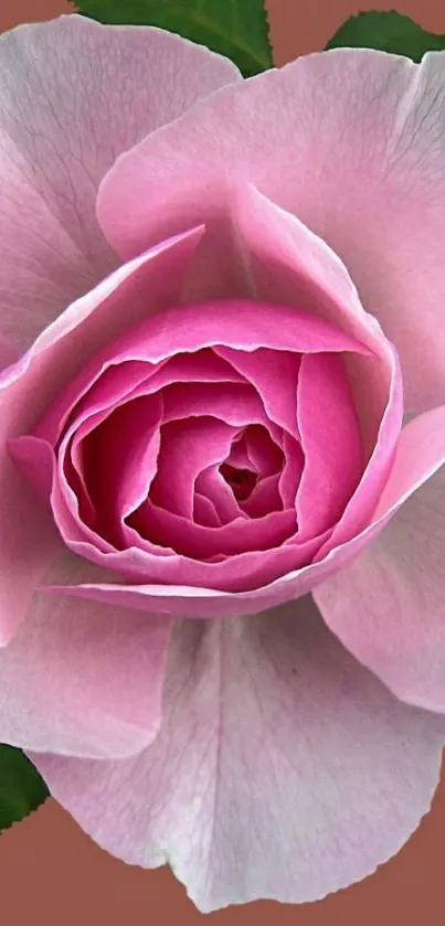 Elegant pink rose with green leaves on a mobile wallpaper.