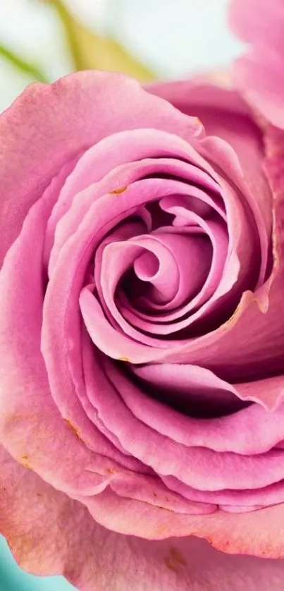 Close-up of a pink rose, elegant and perfect for wallpaper.